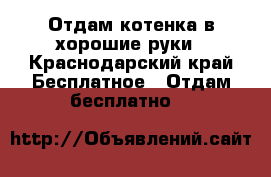 Отдам котенка в хорошие руки - Краснодарский край Бесплатное » Отдам бесплатно   